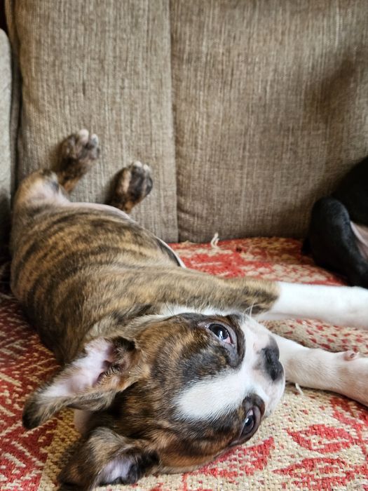 Szczeniak boston terrier