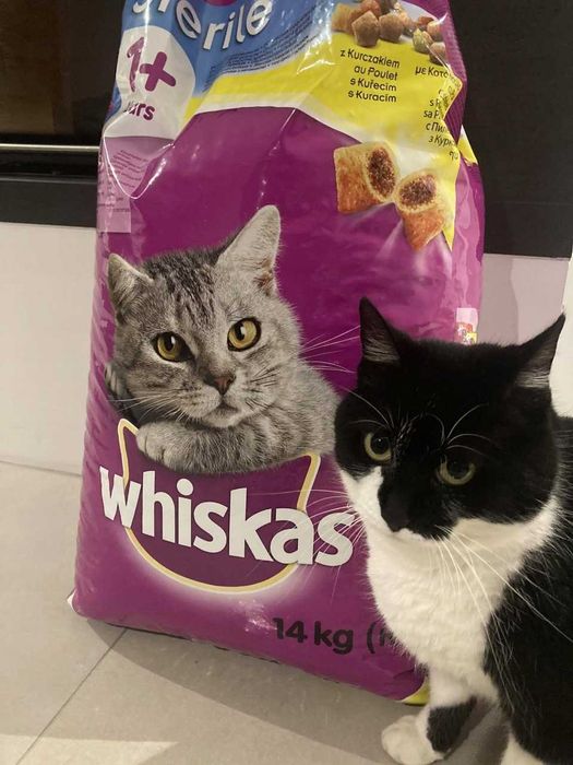 WHISKAS Sterile sucha karma dla kota po sterylizacji z kurczakiem 14kg