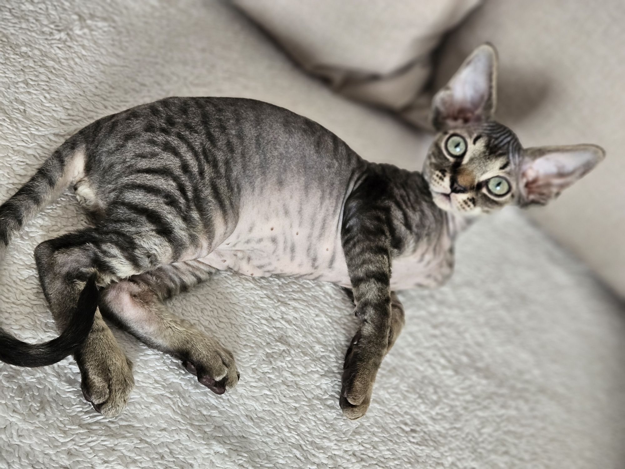 Kocurek Devon Rex