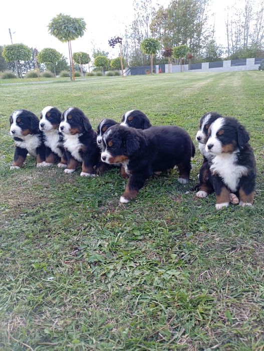 Berneński pies pasterski