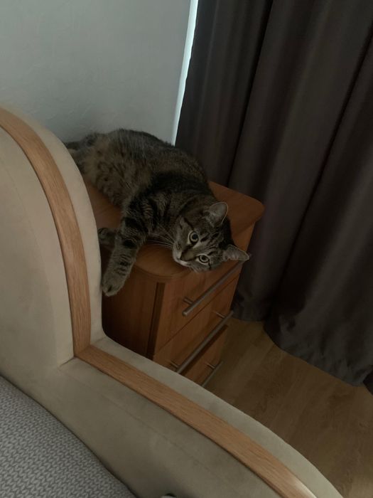 Безкоштовно ( кіт вихований  «Антон»)