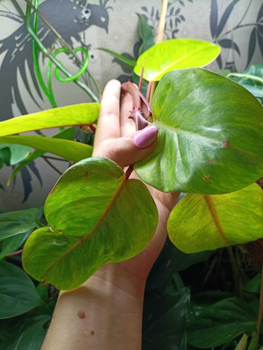 philodendron painted lady ciety szczyt