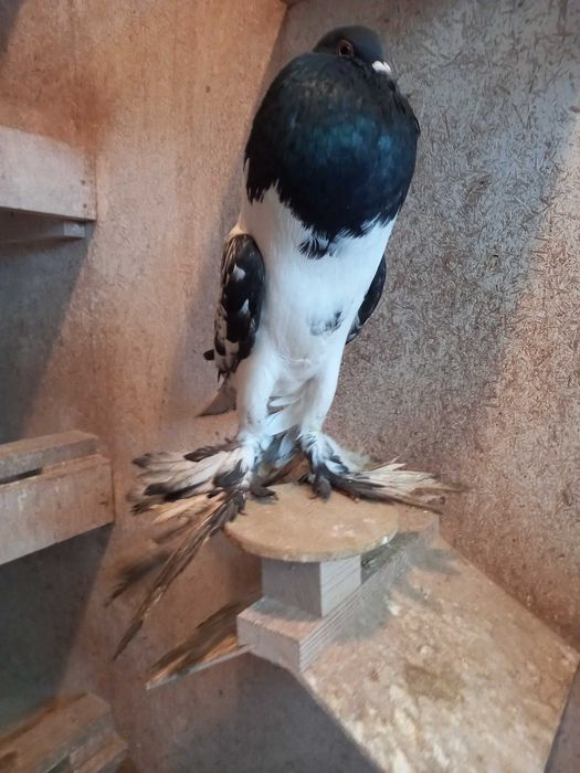 Garłacz, garłacze hanackie