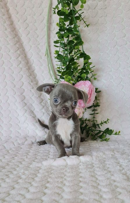 Estupenda menina lilac chihuahua/chiuaua de Qualidade