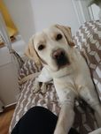 Labrador retriever ur. 7.09.2023 Pies