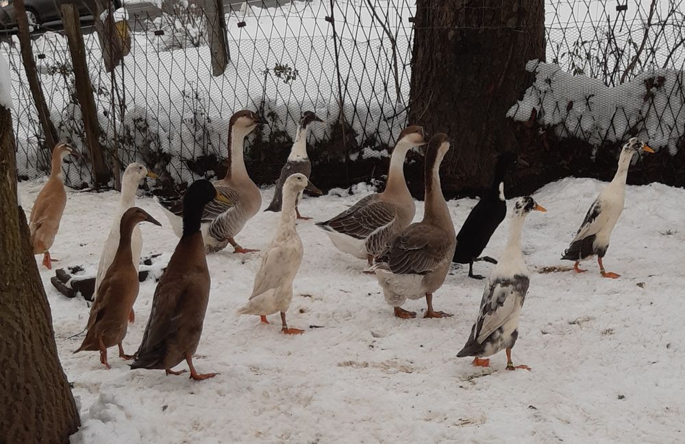 Gąska Kubańska, Indor Staropolski, KACZKI Biegus, ostatnie z 2025r