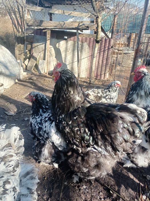 Кохінхін мраморний інкубаційне яйце мрамурний