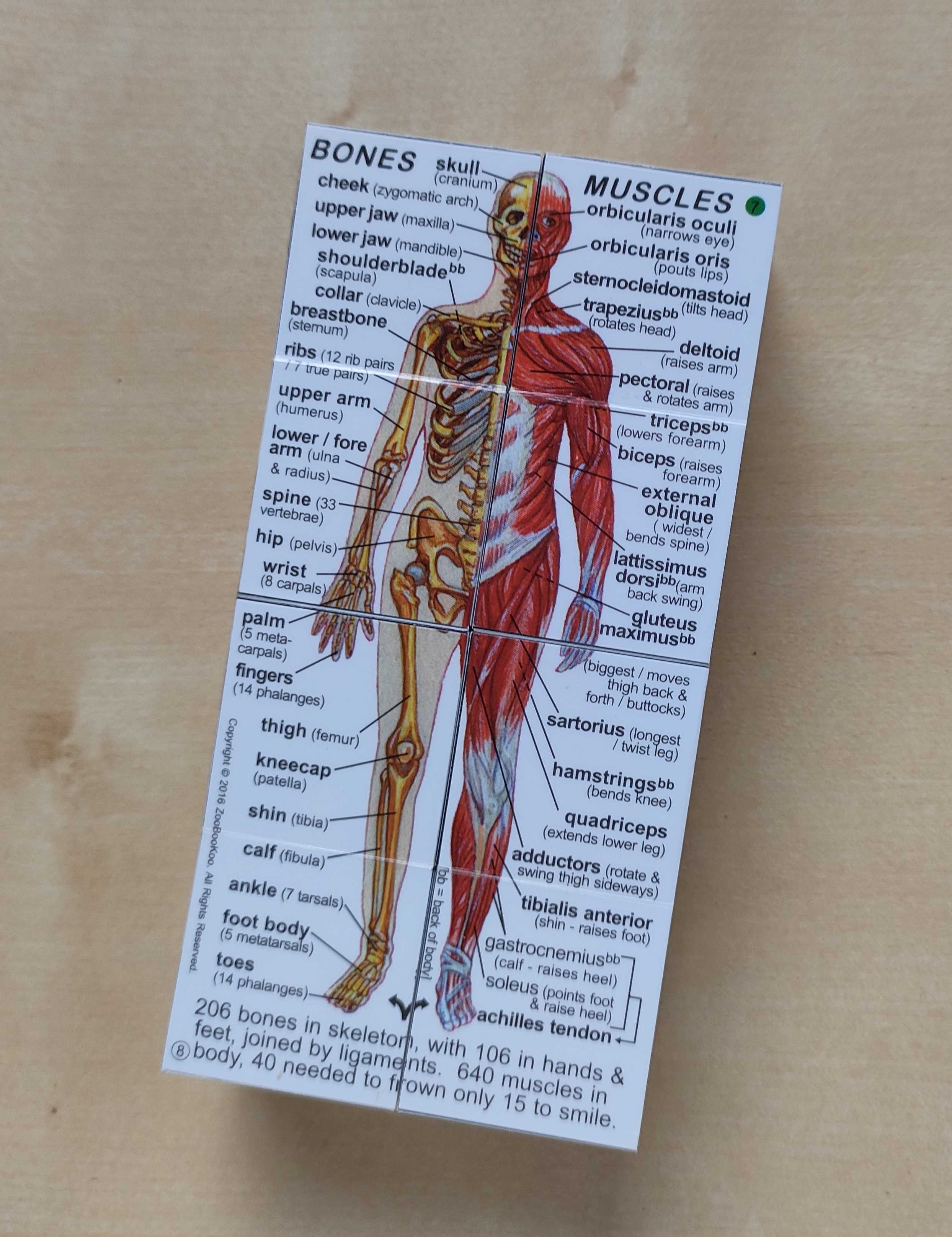 Kostka 3d Anatomia (wersja angielska)