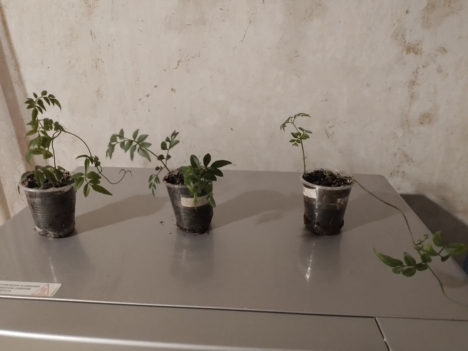 Продам надлишок жасміна Самбак та багатоквіткового