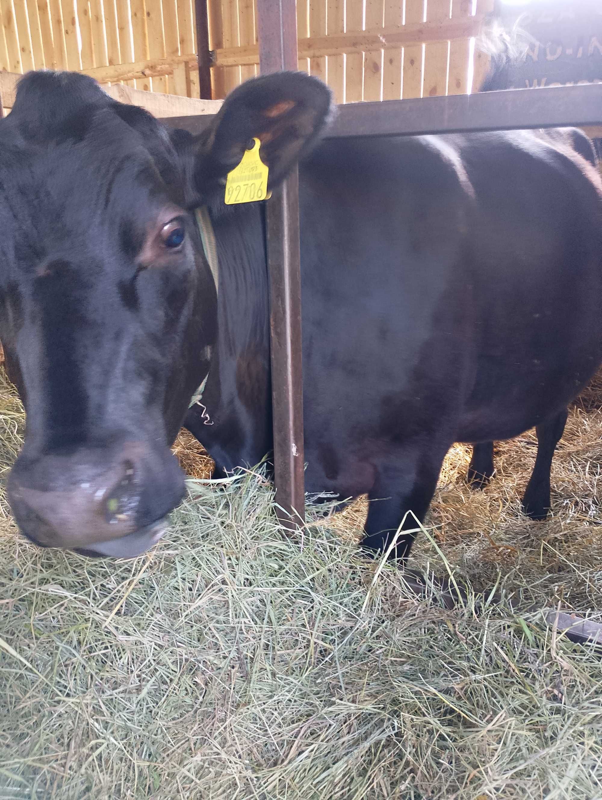 Krowa po pierwszym wycieleniu mm(angus)