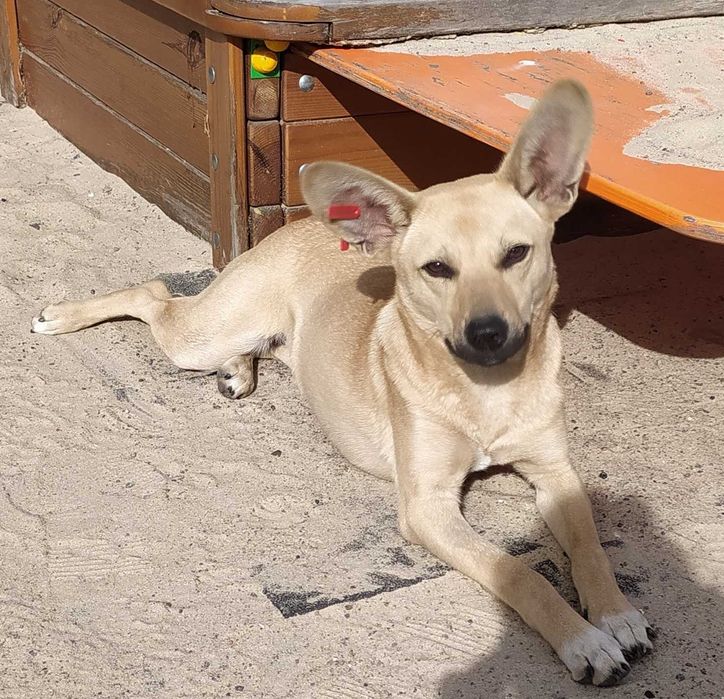 Собачка Зайка шукає родину! Куценький хвостик)