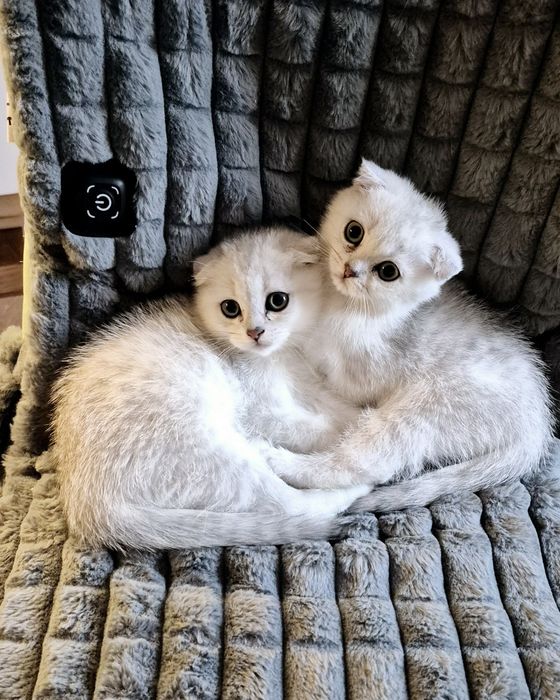 Шотландські кошенята срібна шиншила серебристая шиншилла котёнок
