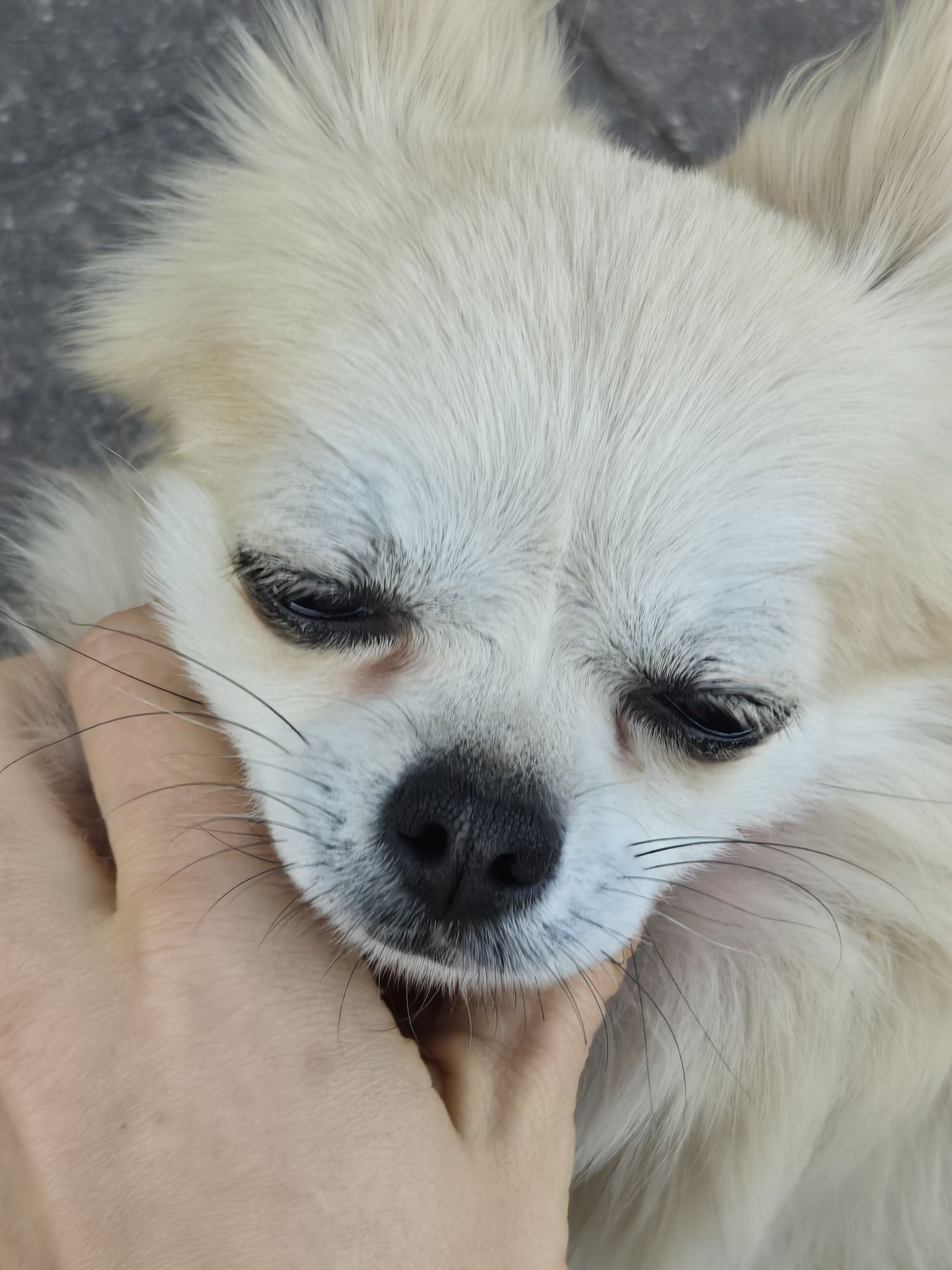 Chihuahua bezowa suka Hodowlana