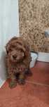 Caniche toy vermelho