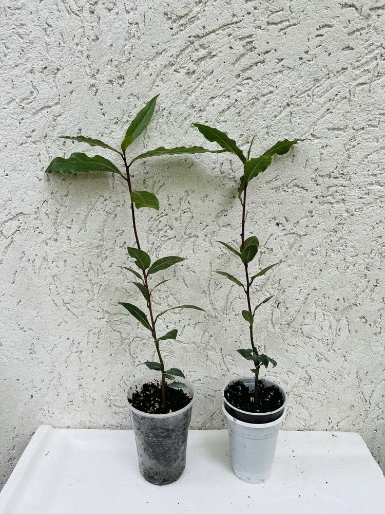 Лавр благородный/Laurus Nobilis
