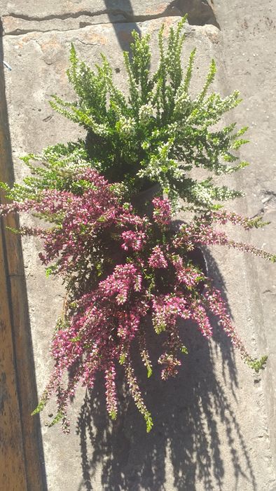 Вереск цветущий вечнозелёный.