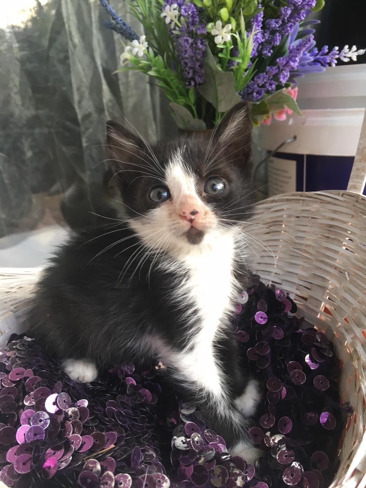 Котята Бесплатно. Котенок