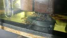 Hypancistrus Zbrojnik l 333
