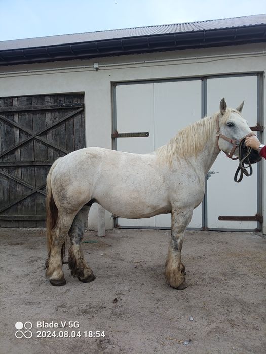 Klacz 7 lat siwa zrebna