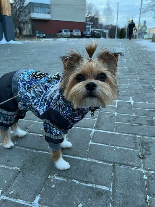 Зимовий комбінезон для собаки