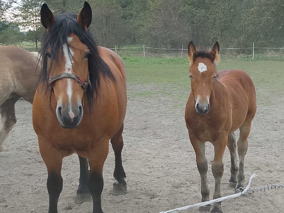 Klacz zimnokrwista źrebna plus źrebica