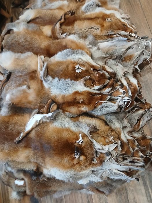 Skóry  z lisa garbowane