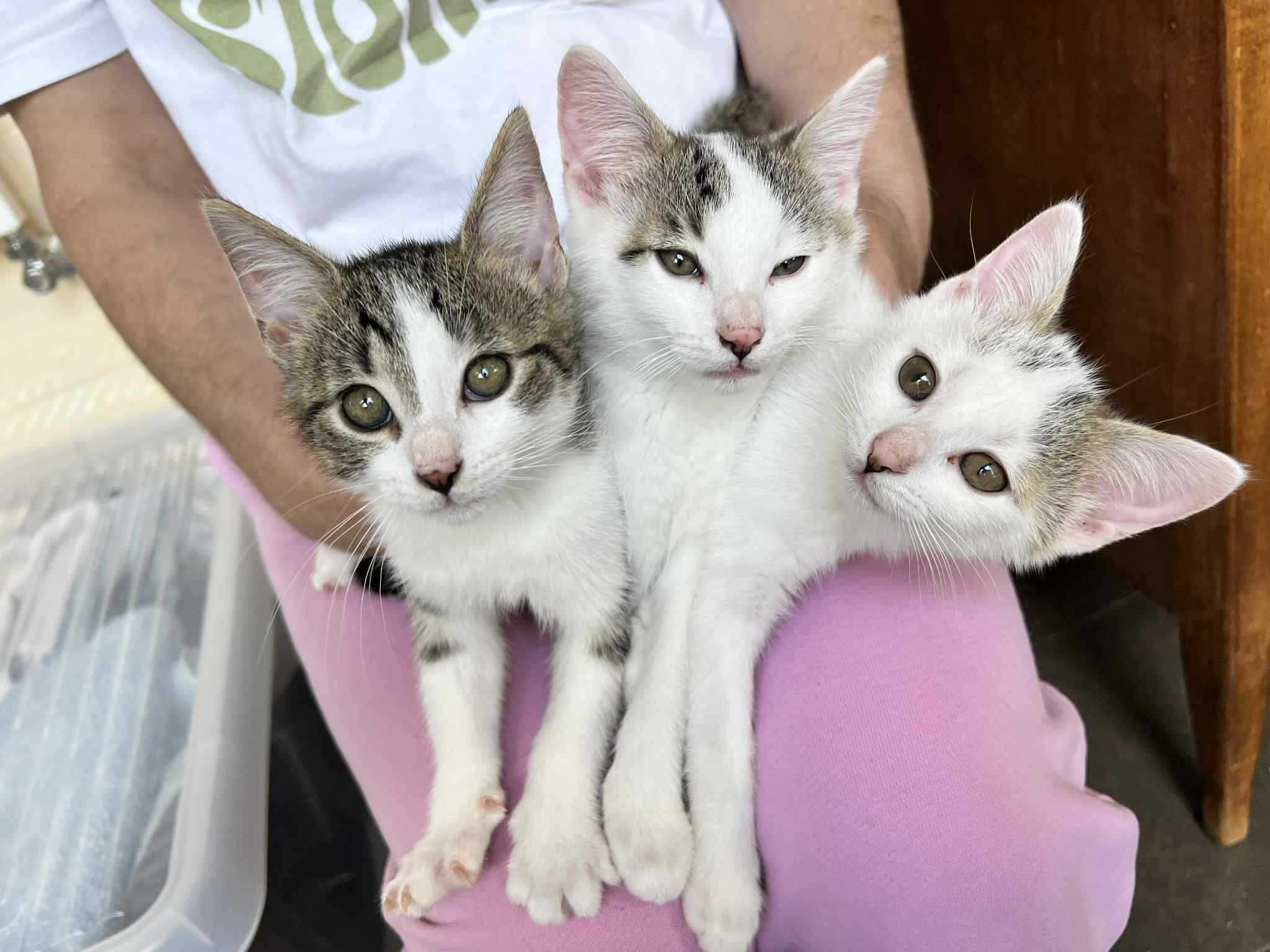 3 kociaki do adopcji
