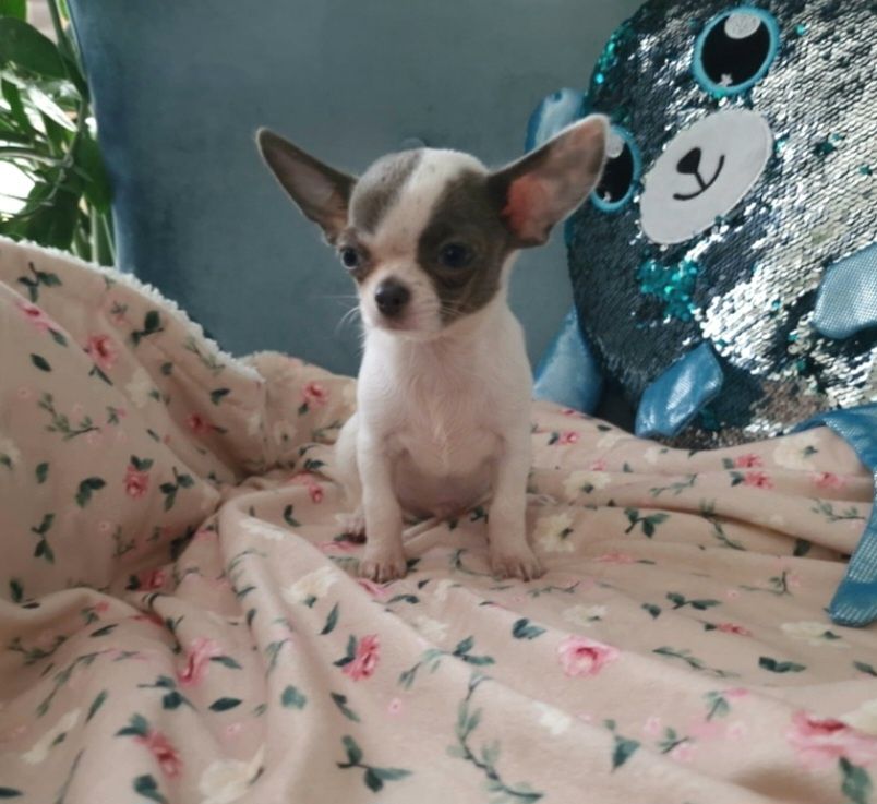 Chihuahua krótkowłosy Piesek FCI ZKwP
