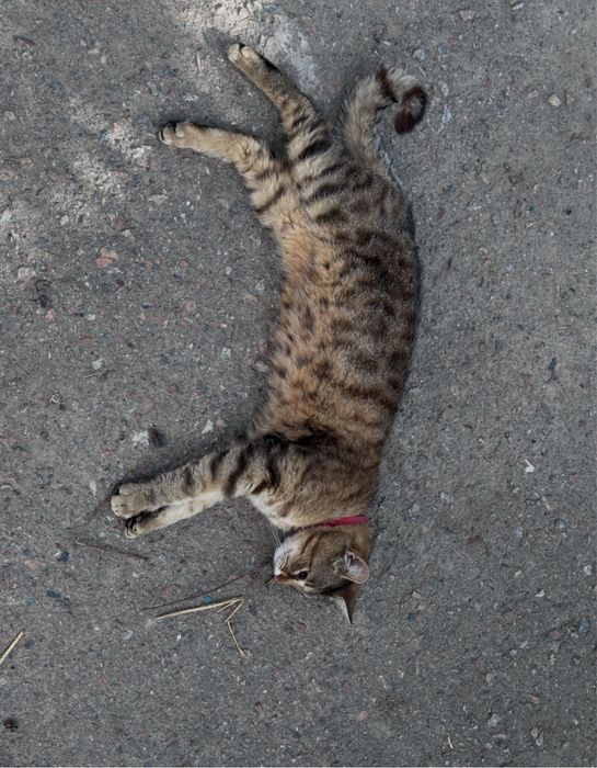 Отдам сестричек-кошечек стерилизованных