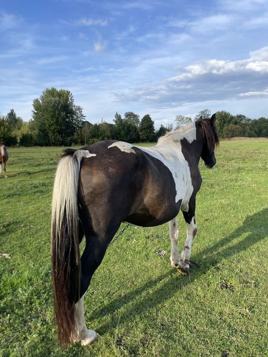 Продам кобилу!!!