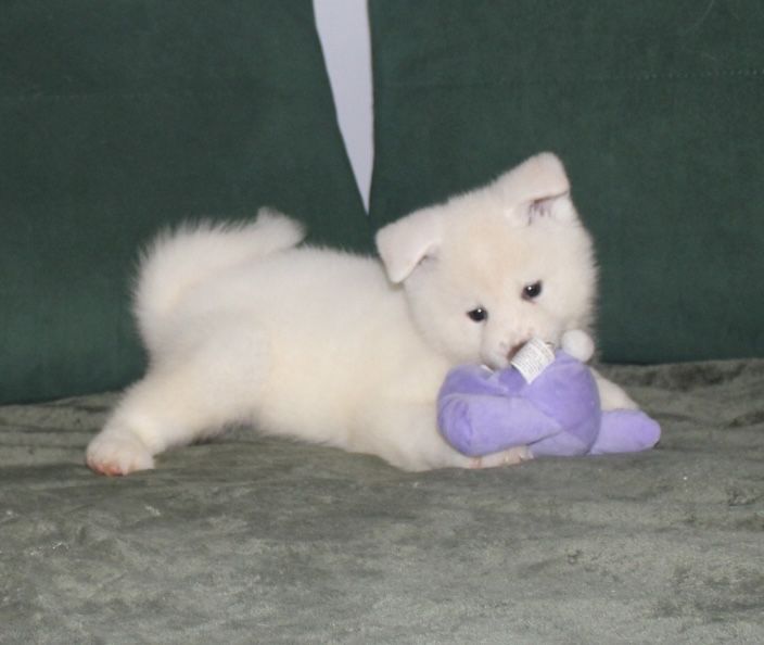 Akita Japońska (Inu) gotowy do odbioru