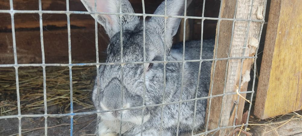 Кролі Шиншила Великан Термон На плем'я.