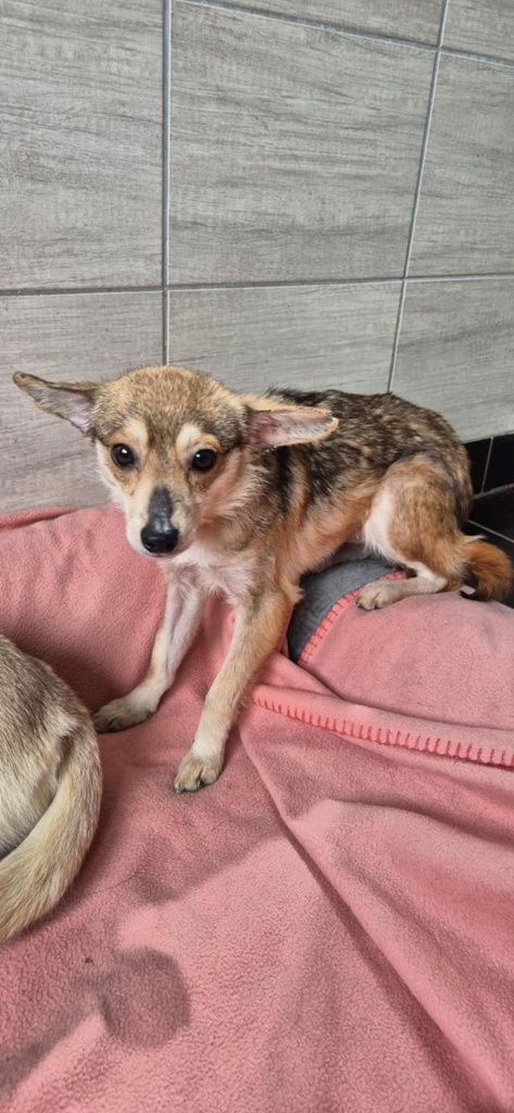 Maleńka, kruszynka do adopcji