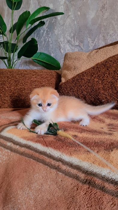 Вислоухие и Прямоухие золотая шиншилла