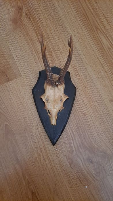 Poroża koziołka,jelenia na desce.