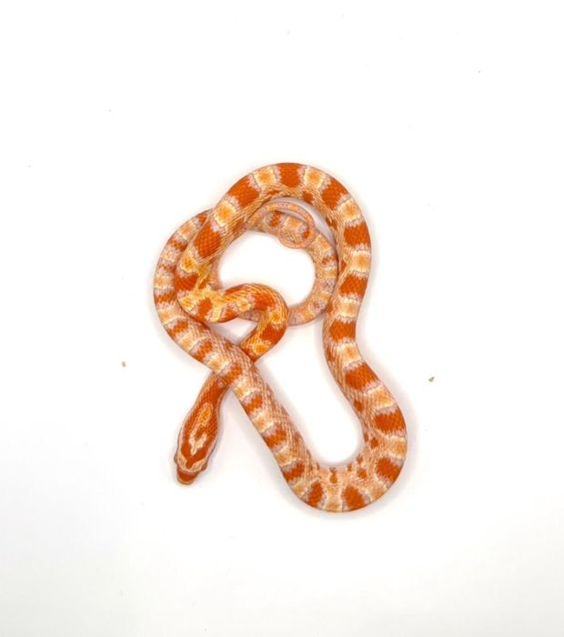 Waz zbozowy, smugowy, snow z wyprawka