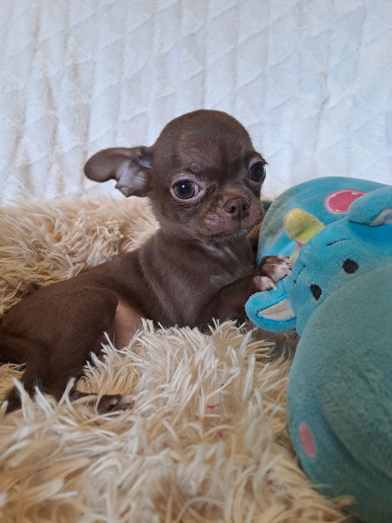 **WAFEL**piesek chihuahua  choco gotowy do zmiany opiekuna