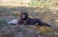 Labrador retriever- czekoladowa  cudna Tosia  ZKWP/FCI