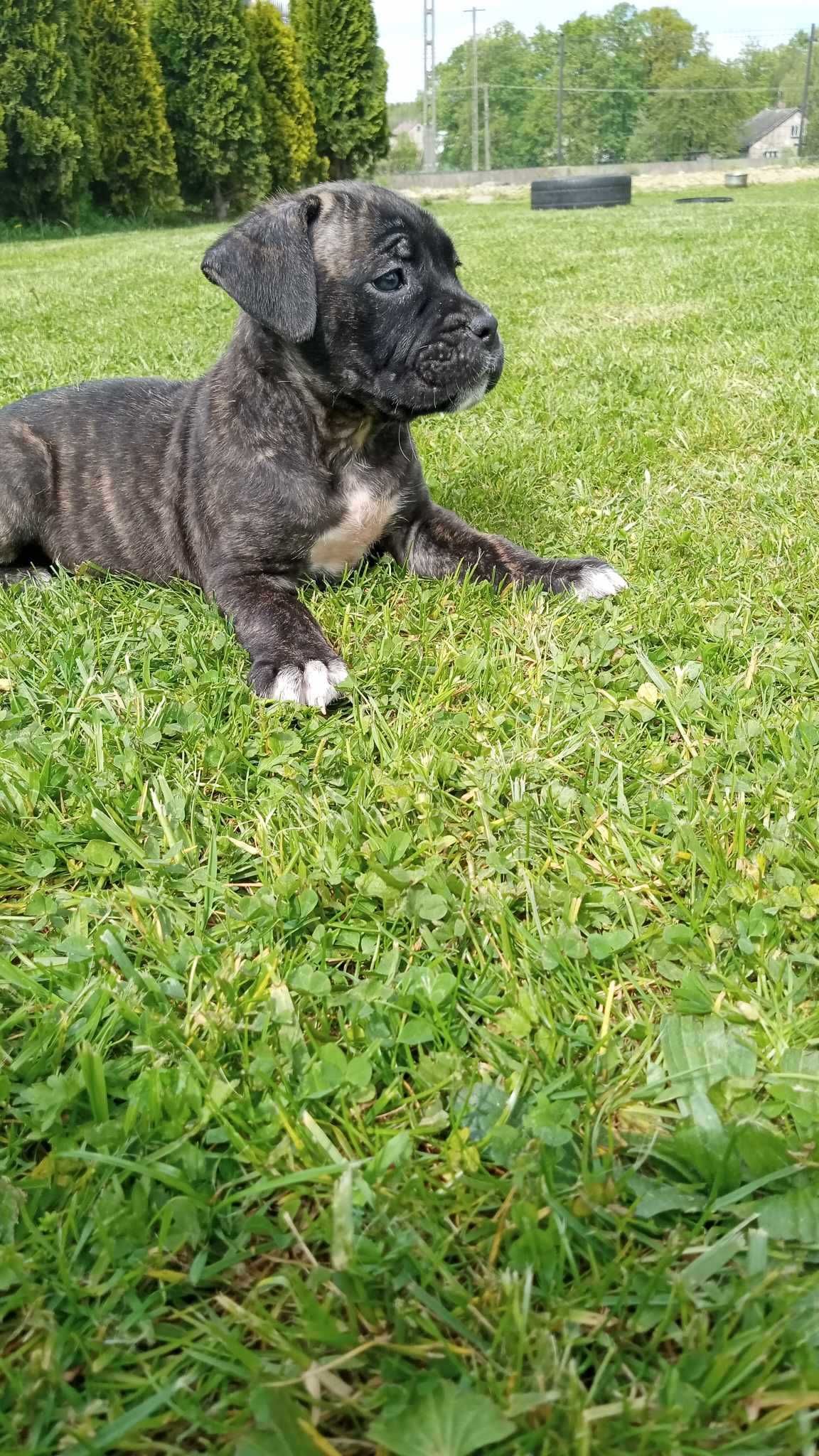 Suczka Cane Corso