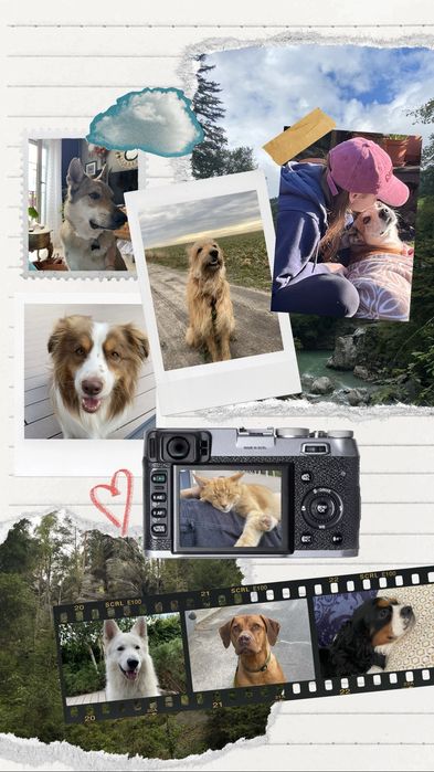 Opieka nad psami i kotami – petsitter, Poznań Juni­kowo i okolice