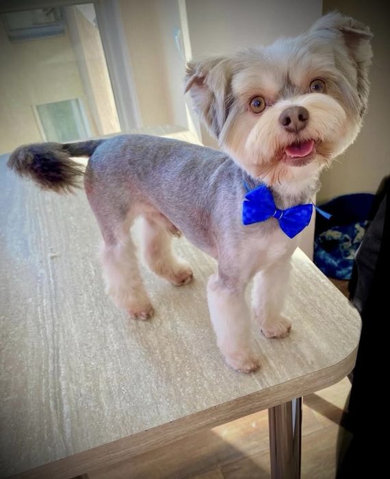 Стрижка собак Софиевская Борщаговка