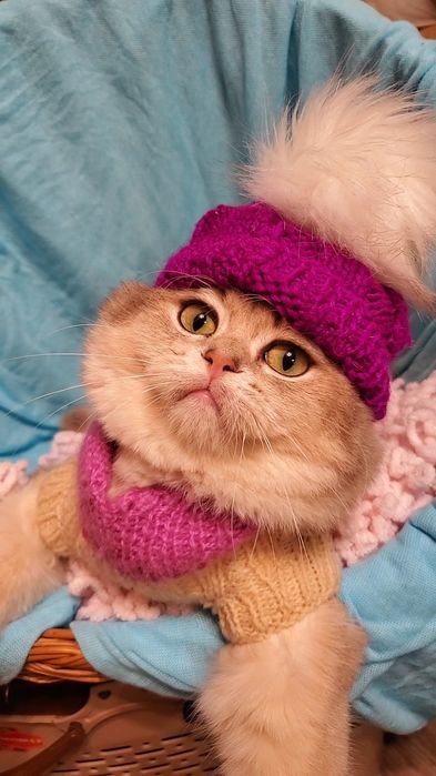 Нежные маоыши. Ручеые котята золотая шиншилла.