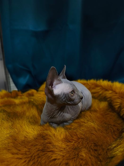 gatinho sphynx blue
