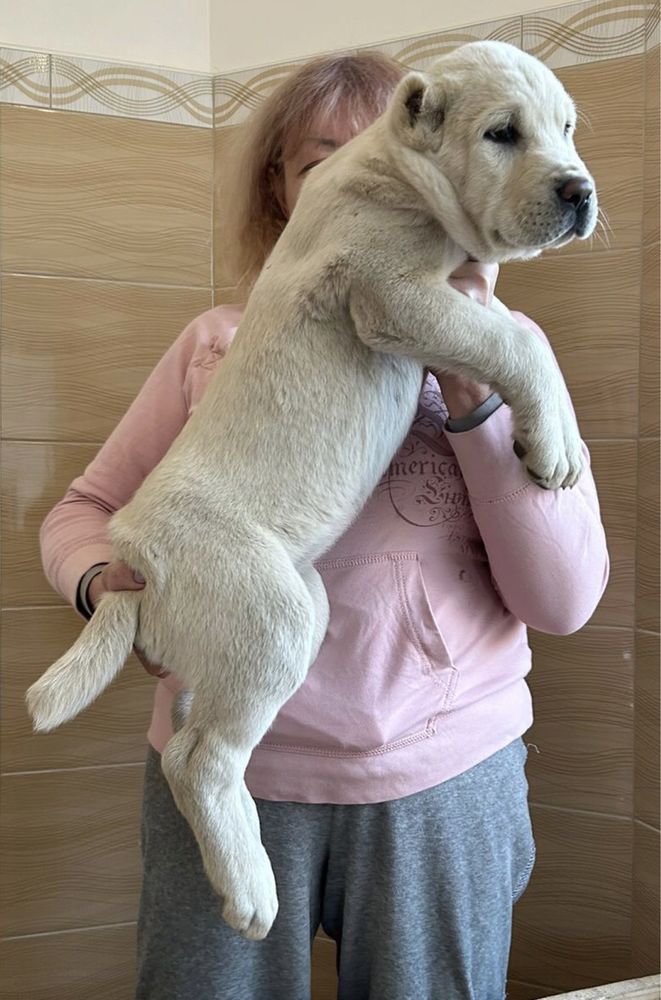 Кобель щенок белого окраса,САО