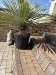 Palma Yucca rostrata