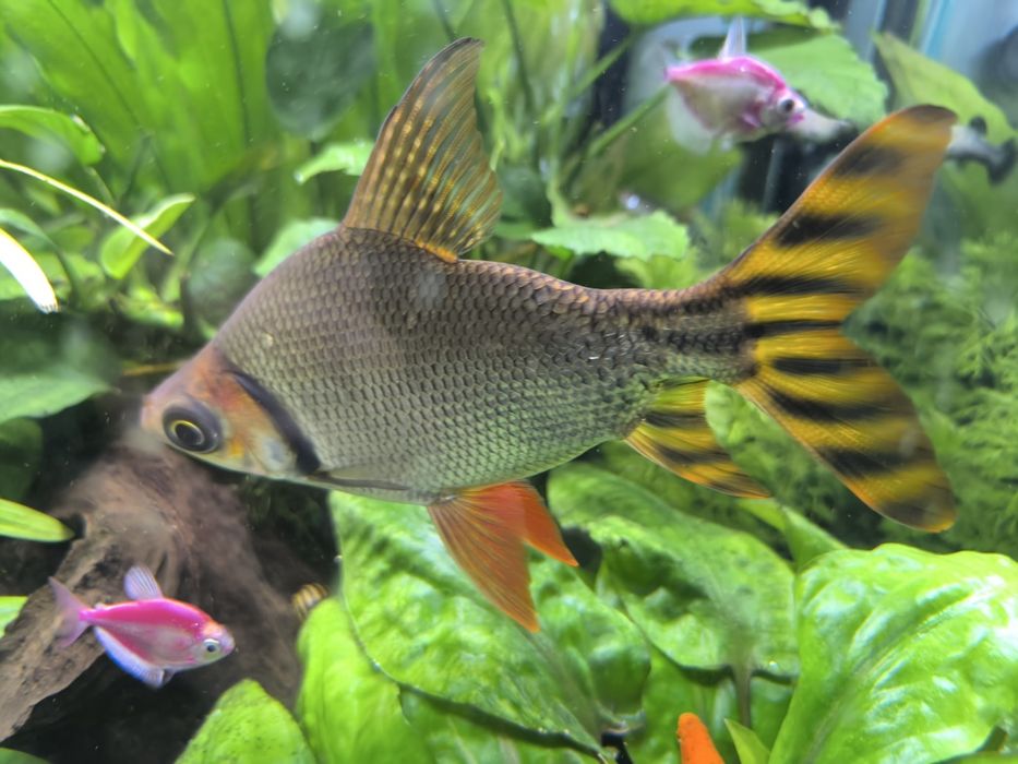 Leszczanka Nakrapiana Flagtail 20cm