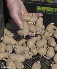 Ziemniaki sadzeniaki Soraya
