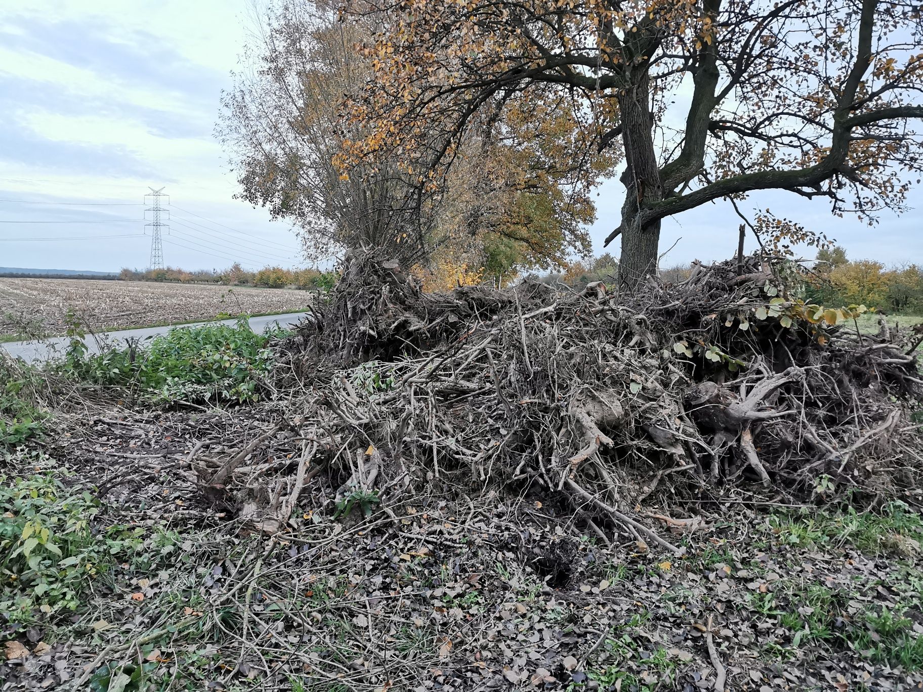 Korzenie, karpy jabłoń