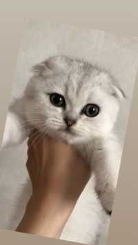 Чистокровный котенок мальчик вислоухий шотландский серебристая шиншилл