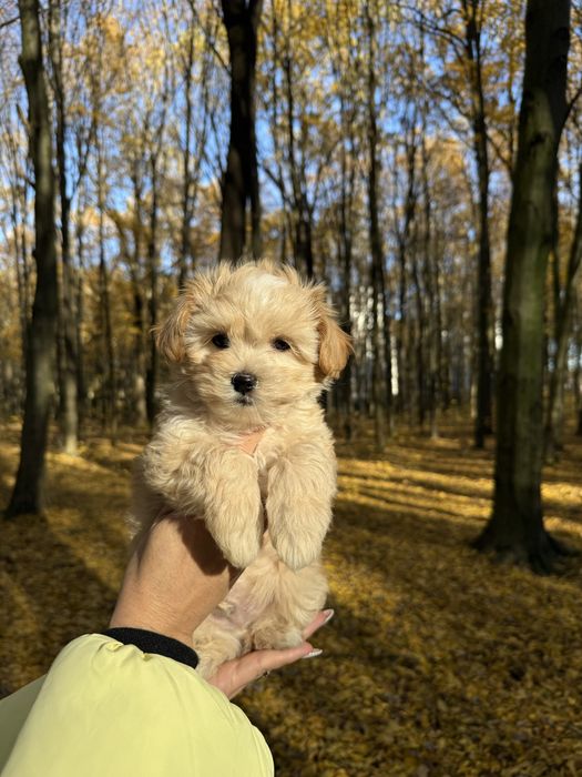 Мальтипу f1 на любий бюджет та смак